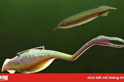 Loài sinh vật kỳ lạ khiến các nhà khoa học tranh cãi hàng thập kỷ
