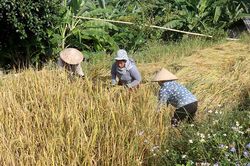 Thu hoạch lúa trà muộn ở vùng cao