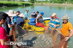 Chuyện con tôm càng xanh 'trên núi'
