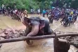 Voi suýt chết đuối được dân làng giải cứu ở Ấn Độ