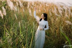 Choáng ngợp với đồng cỏ lau bên bãi bồi sông Lam