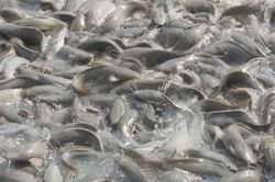 Đồng Tháp: Lãi cao từ nuôi cá trê vàng lai trong ao