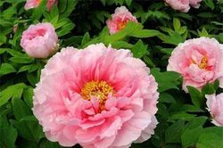 Phong thủy bất ngờ từ những loài hoa quen thuộc cắm trong nhà