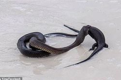 Kinh hãi rắn độc nuốt chửng kỳ đà cỡ lớn trên bãi biển