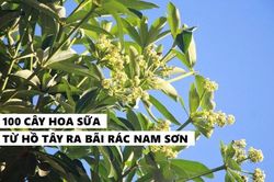Gần 100 cây hoa sữa di cư từ Hồ Tây ra bãi rác Nam Sơn đã đâm chồi nảy lộc, bung hoa 'khử' mùi hôi thối
