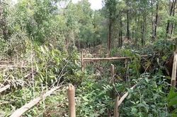 Hơn 4.000 cây keo của người dân Quảng Nam bị phá hoại