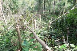 4.000 cây keo của dân bị chặt phá, công an vào cuộc