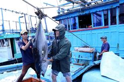 Nỗ lực gỡ 'thẻ vàng' cho thủy sản Việt Nam
