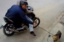 Trộm chó ngay cửa hàng thú cưng ở TP.HCM