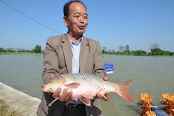 Nuôi thủy sản theo hướng VietGAP: Lợi đủ đường