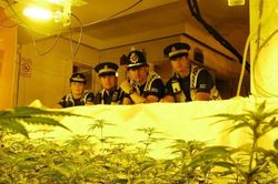 Số phận những cậu bé người Việt bị ép trồng cần sa ở Anh