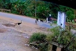 Bị đàn chó thả rông truy đuổi, người đi xe máy ngã 'chổng vó' xuống đường