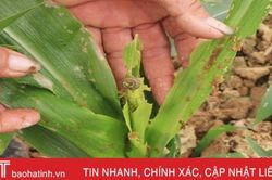 Sâu keo mùa thu 'tái xuất', nhiều đồng ngô Hà Tĩnh 'trụi' lá