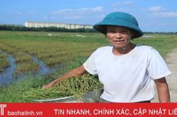Chớm đông, nông dân xứ Cẩm vui sướng đi gặt 'bông chét vàng'