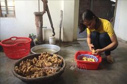 Cô giáo Vật lý làm hồi sinh chiếc bánh nổ truyền thống Quảng Trị