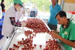 Lục Ngạn, Bắc Giang: HTX phát triển, tạo đột phá nông thôn mới