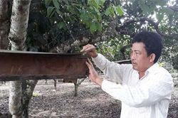 Treo tổ ong Dú trong vườn chôm chôm vắt ra thứ mật đắt tiền