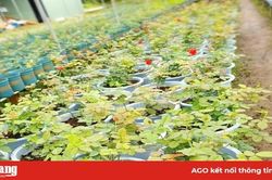 Phong trào trồng hoa hồng ngoại