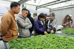 Kết nối chuyên gia và nhà khoa học Việt - Hàn với nhà nông Đà Lạt