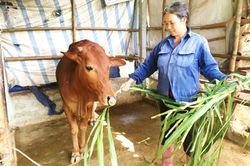 Tổng đàn bò thịt liên tục sụt giảm trong 10 năm qua