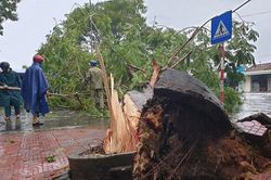 Quảng Ngãi: Cây xanh ngã đổ, mất điện diện rộng
