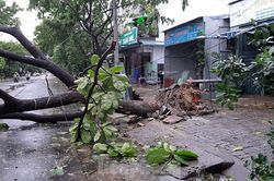 Mưa gió ào ào, cây bật gốc ngổn ngang ở Đà Nẵng