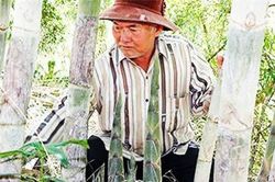 Khánh Hòa: Trồng vườn tầm vông thẳng tắp, bán lai rai lãi hơn 100 triệu