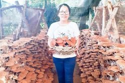Dòng nấm sạch của Hội Phụ nữ Ba Ngòi