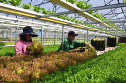 'Bí quyết' trồng rau giảm tác động tới môi trường