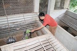 Tạ Bú chuyển đổi sản xuất theo hướng hàng hóa