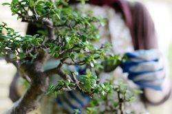 Cất giấu ma túy trên cây cối quanh nhà
