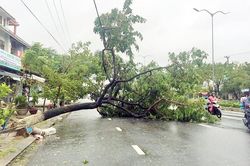 Ở 'rìa' bão, vì sao cây xanh Đà Nẵng vẫn gãy đổ la liệt?