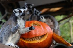 Những hình ảnh tưng bừng chào đón lễ hội Halloween trên khắp thế giới