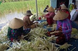 Trồng bồn bồn, hướng vươn lên thoát nghèo vùng U Minh hạ
