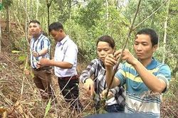 Quảng Nam: Đồng bào Cơ Tu thoát nghèo từ cây dược liệu quý ba kích tím