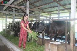 Sóc Trăng: Nông dân thoát nghèo nhờ mô hình chăn nuôi bò sữa
