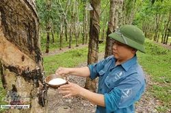 Xuất khẩu mủ cao su chính ngạch: Cần những hợp đồng dài hạn