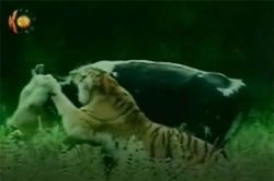 CLIP: Hổ vào nông trại tấn công bò