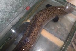 Ngư dân Nghệ An bắt được cá lệch khổng lồ dài gần 2m trên sông Lam