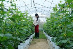 Trở lại nền canh tác tự nhiên