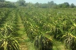 Nông nghiệp ứng dụng công nghệ cao, đòn bẩy chuyển đổi cơ cấu kinh tế