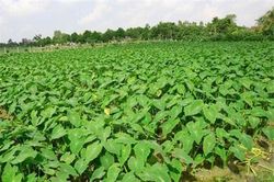 Hải Dương: Trồng khoai lấy ngó thu tiền triệu mỗi ngày
