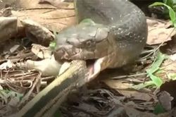 CLIP: Hổ mang chúa khổng lồ nuốt sống sọc dưa