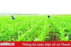 Huyện Ngọc Lặc tập trung chăm sóc cây trồng vụ đông