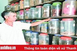 Tự chế thuốc trừ sâu bằng thảo dược, lão nông thu hàng trăm triệu đồng/năm