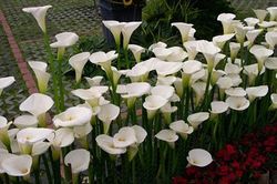 Những loài hoa cực đẹp nhưng lại mang 'hơi thở của tử thần'