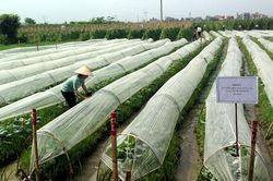 Định hướng cho nông dân sản xuất an toàn