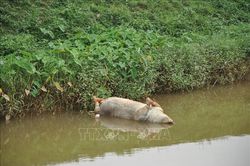Nghệ An điều tra, xử lý nghiêm các đối tượng vứt xác lợn ra môi trường