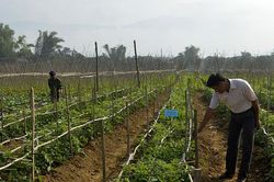 Chuyển đổi cơ cấu cây trồng nâng cao giá trị sản xuất