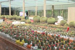Đôi vợ chồng đam mê sưu tầm sở hữu hơn 1.000 giống xương rồng